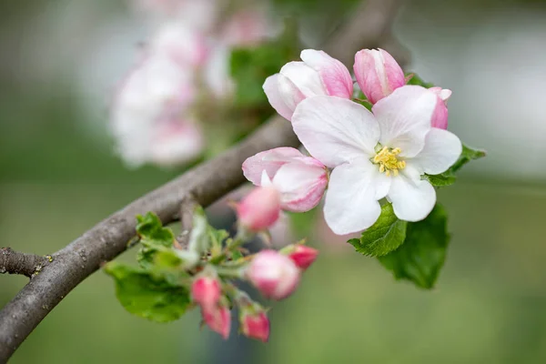 Kwiaty Jabłoni Strzał Płytkiej Głębi Ostrości — Zdjęcie stockowe