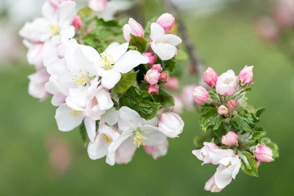 Flores Manzana Con Poca Profundidad Campo —  Fotos de Stock