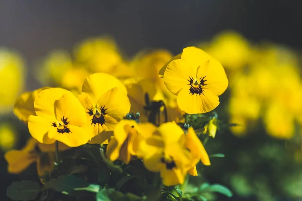 Viola Cornuta Jaune Violet Cornu — Photo