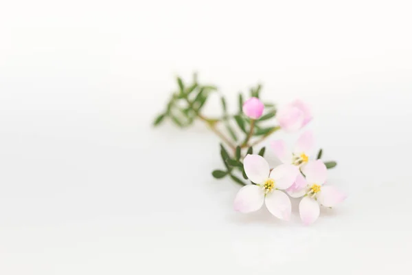 Boronia Anemonifolia Flower Light Background — Stock Photo, Image