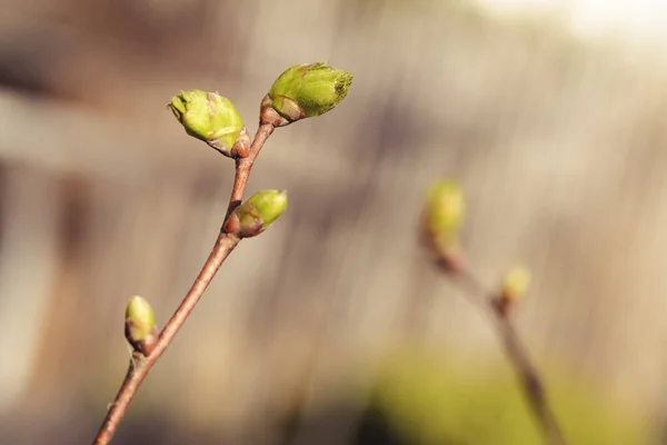 Kleiner Zweig Einer Linde Mit Knospen Frühling — Stockfoto