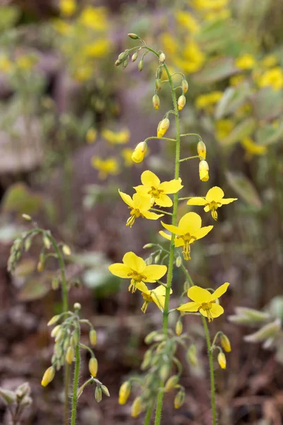 Flor Epimedium Jardín — Foto de Stock