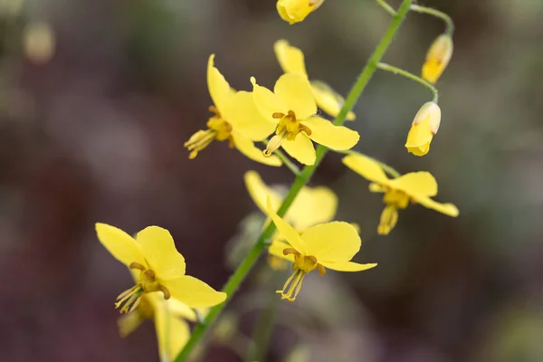 Flor Epimedium Jardín — Foto de Stock