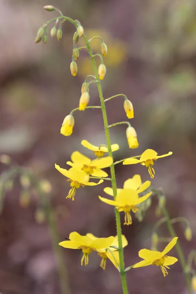 Epimedium Virág Kertben — Stock Fotó