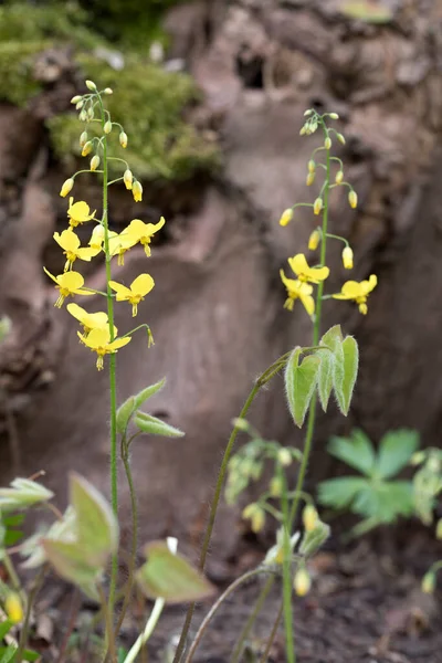 Epimedium Blume Garten — Stockfoto