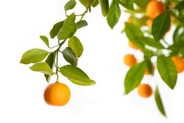 Olgun portakallar küçük bir portakal ağacında asılı.