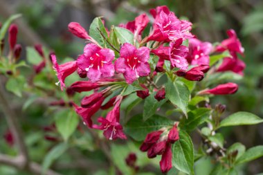 Bahçede çiçek açan Weigela çalısı