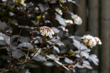 Bahçedeki çiçek açan Physocarpus opulifolius çalısı