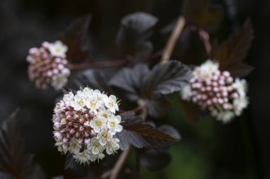 Bahçedeki çiçek açan Physocarpus opulifolius çalısı, yakın plan.