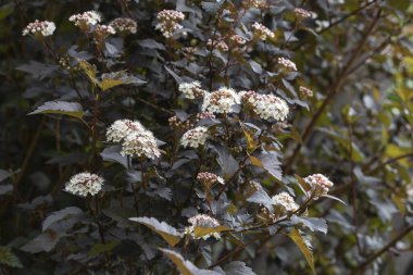 Bahçedeki çiçek açan Physocarpus opulifolius çalısı