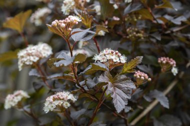 Bahçedeki çiçek açan Physocarpus opulifolius çalısı