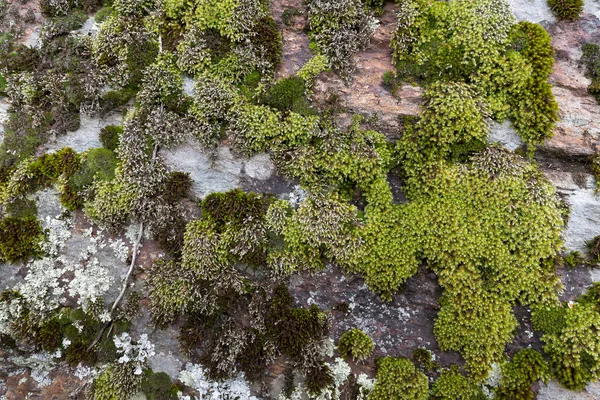 Moss Covered Wall Closeup — Stock Photo, Image