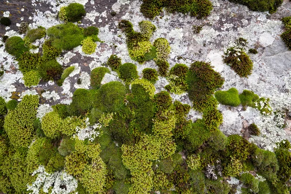 Moss Covered Wall Closeup — Stock Photo, Image