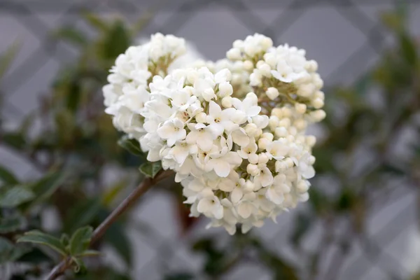 Snowball Viburnum Garden Closeup — Stock Photo, Image