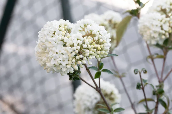 Kulička Viburnum Zahradě Detailní Záběr — Stock fotografie