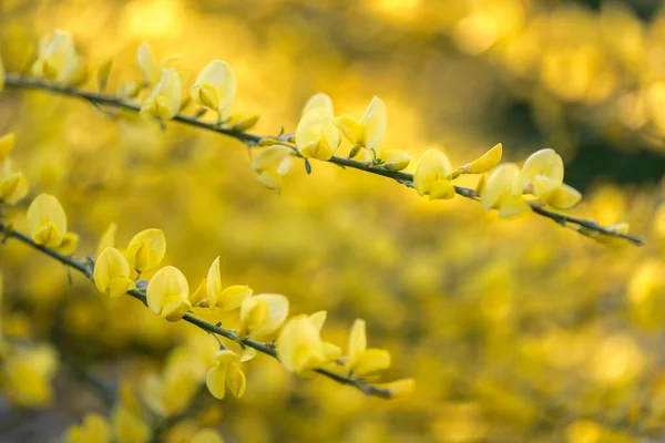 Escoba Genista Primer Plano Jardín — Foto de Stock