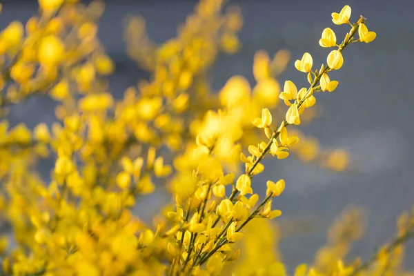 Broom Genista Closeup Στον Κήπο — Φωτογραφία Αρχείου