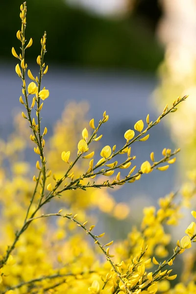 Escoba Genista Primer Plano Jardín — Foto de Stock