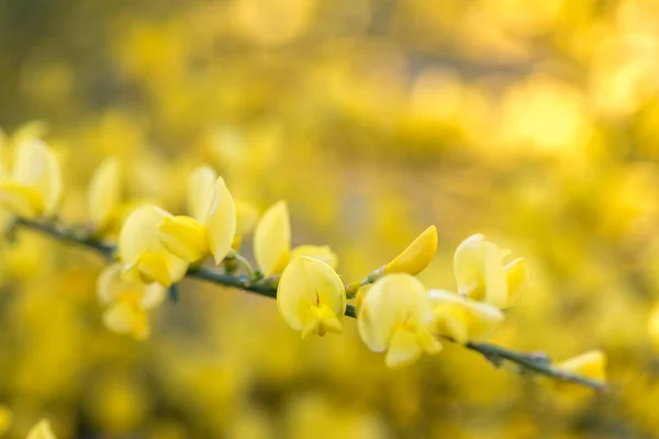 Vassoura Genista Close Jardim — Fotografia de Stock