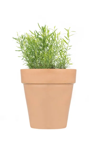 Fresh French Tarragon Flower Pot White Background — Stock Photo, Image