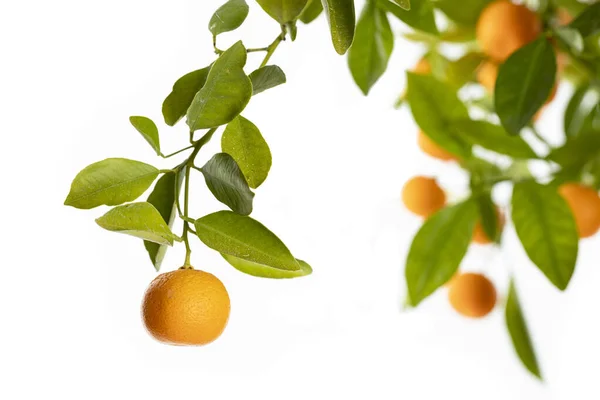 Naranjas Maduras Colgando Pequeño Naranjo —  Fotos de Stock