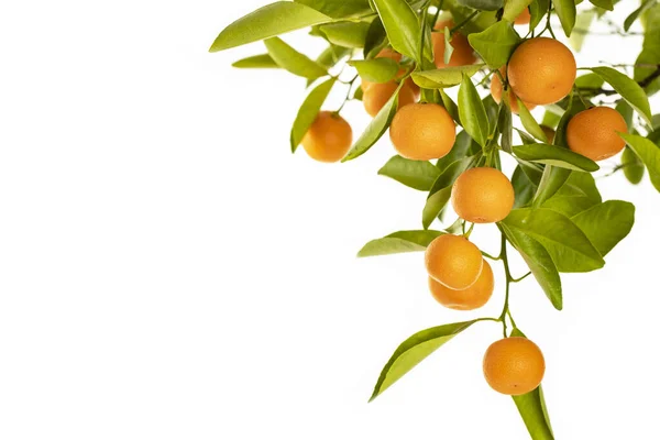 Érett Narancs Lóg Egy Kis Narancsfa Fehér Alapon — Stock Fotó