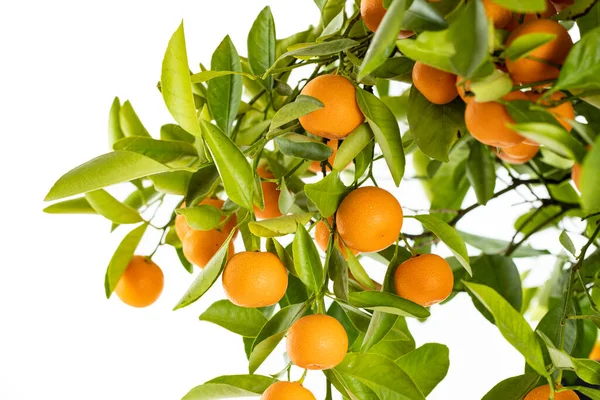 Naranjas Maduras Colgando Pequeño Naranjo Sobre Fondo Blanco —  Fotos de Stock