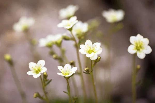 Saxifraga Arendsii Flowers Rock Garden — Stock Photo, Image