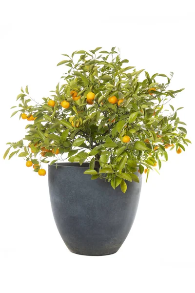 Small Orange Tree Ripe Oranges Isolated White — Stock Photo, Image