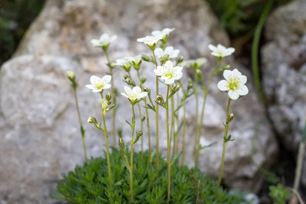 Saxifraga Arendsii Blüht Einem Steingarten — Stockfoto