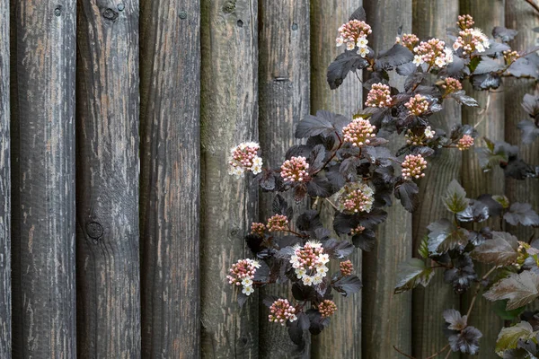 Kwitnący Physocarpus Opulifolius Krzak Przed Drewnianym Ogrodzeniem — Zdjęcie stockowe