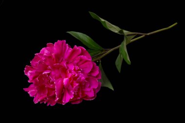 Siyah arkaplanda tek kırmızı şakayık çiçeği