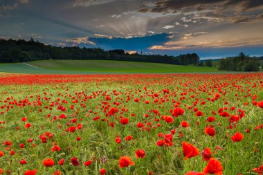 Gün batımında çiçek açan haşhaş tarlası (Papaver rhoeas)