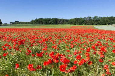 Bir çayırda çiçek açan haşhaş tarlası (Papaver rhoeas)