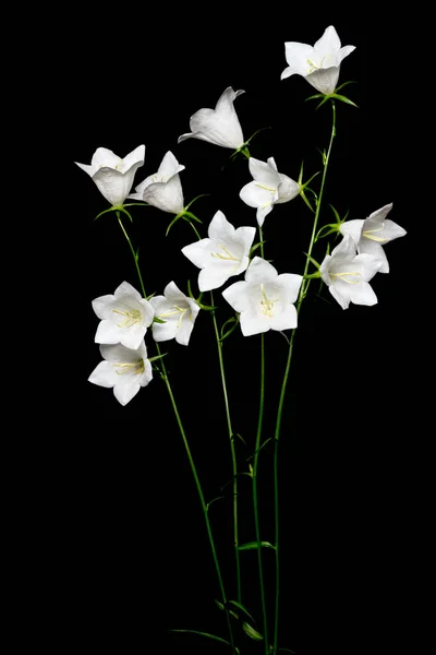 Белый Цветок Campanula Черном Фоне — стоковое фото