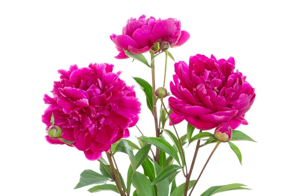 Tres Flores Peonía Roja Aisladas Sobre Fondo Blanco — Foto de Stock