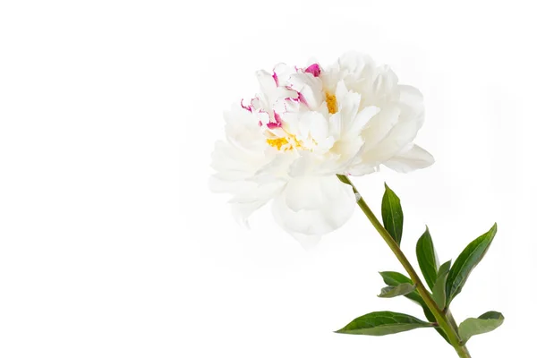 Fleur Pivoine Blanche Isolée Sur Fond Blanc — Photo