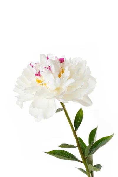 白い背景に孤立した白い牡丹の花 — ストック写真