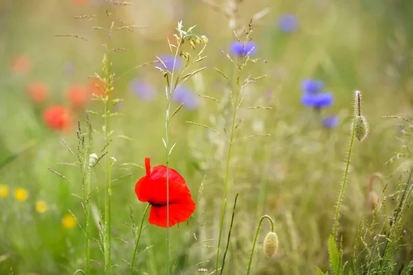 Цветущий Мак Papaver Rhoeas Лугу — стоковое фото