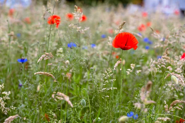 Цветущий Мак Papaver Rhoeas Лугу — стоковое фото