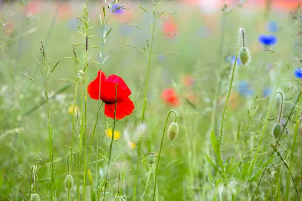 Цветущий Мак Papaver Rhoeas Лугу — стоковое фото