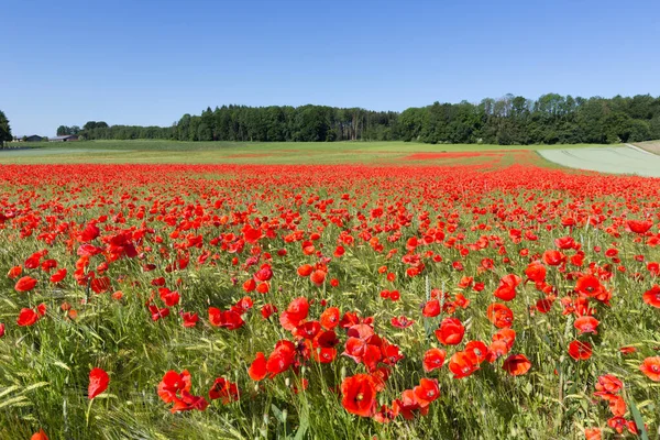 Kwitnące Pole Maku Papaver Rhoeas Łące — Zdjęcie stockowe