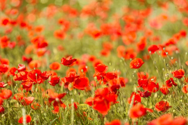 Blooming Poppy Field Papaver Rhoeas Meadow — Stock Photo, Image