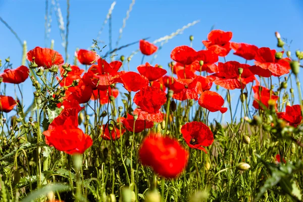 Blooming Poppy Field Papaver Rhoeas Meadow — Stock Photo, Image