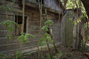 Beyaz Rusya 'da Çernobil sınırlama bölgesinde terk edilmiş bir ev.)
