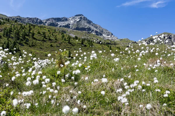 Bavlněná Tráva Pod Vrcholem Grosser Moosstock Údolí Aurina Jižním Tyrolsku — Stock fotografie