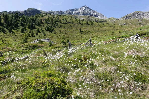 Bomull Gräs Grosser Moosstock Topp Aurina Valley Sydtyrolen Italien — Stockfoto