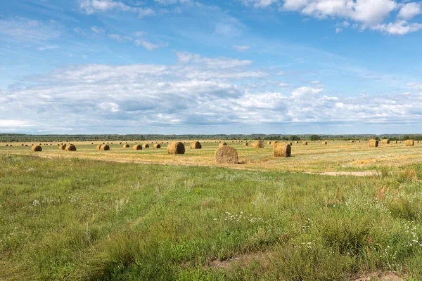 Typical Summer Landscape Belarus White Russia Summer Straw Bales — Stock Photo, Image