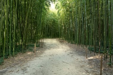 Taze yeşil bambu bulvarı