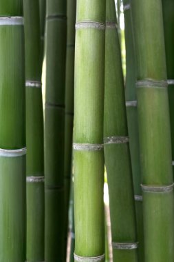 Notre Dame de Fourvire Kilisesi, Lyon, Fransa